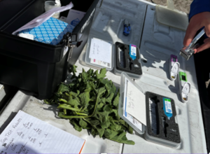 scientific equipment for analyzing watermelon leaves.