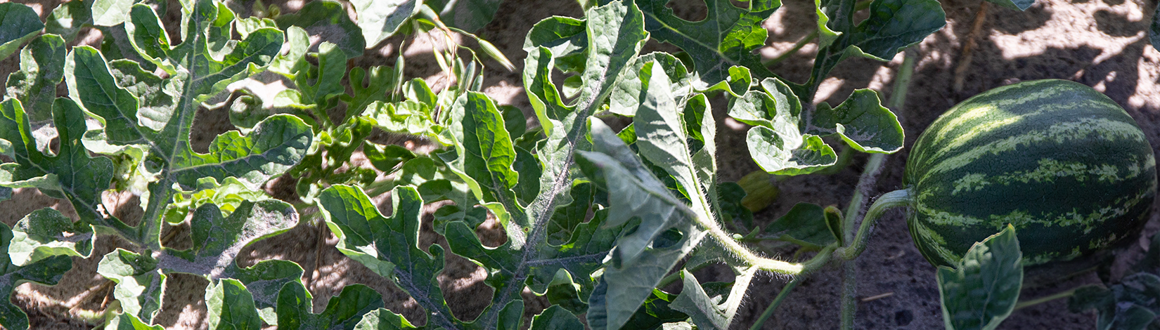 a small watermelon on the vine in a field.