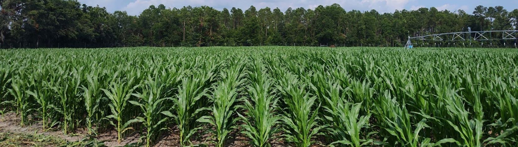 Rows of corn in a field under cloudy skies. A pivot irrigation is in the back right part of the field.
