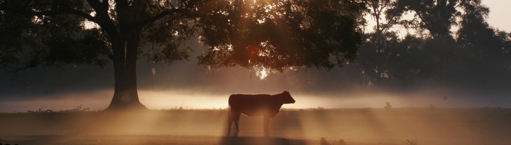 UF/IFAS Photo: Thomas Wright.