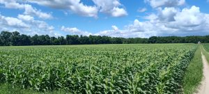 Spring 2025 Sweet Corn before harvest. Photo: Joel Love