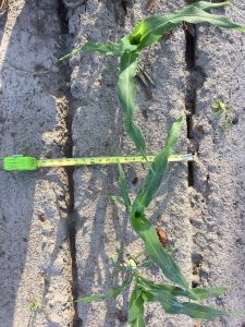 CRF Fertilizer being applied right beside the plant. Photo: Joel Love