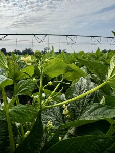 Snapbeans blooming and beginning to put on pods.