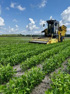 On-farm Demonstration snapbean harvest.