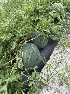 Riverbend Farms watermelon crop nearing harvest time.