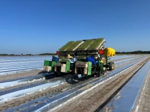 Planting tomato seedlings.