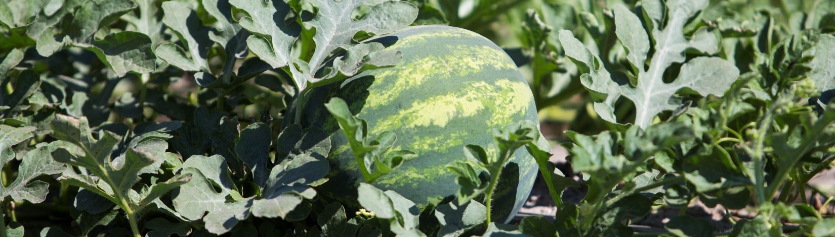 small watermelon in the field