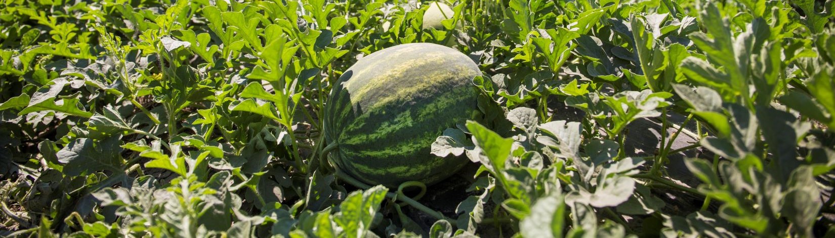 small watermelon growing on a vine in the field