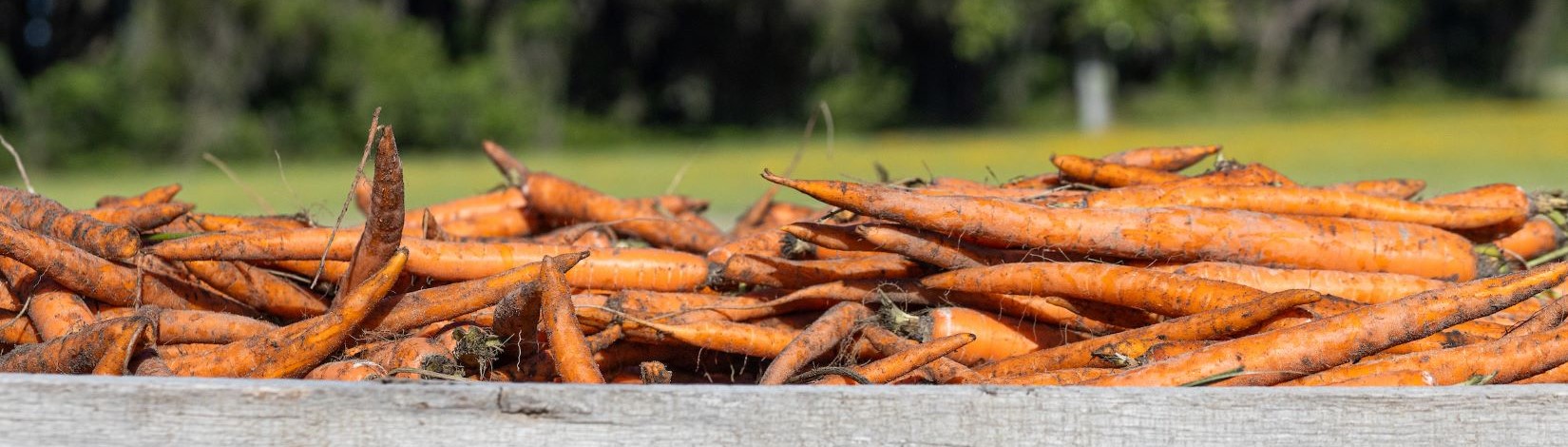A crate full of carrots just harvested from the field. The background shows the field.