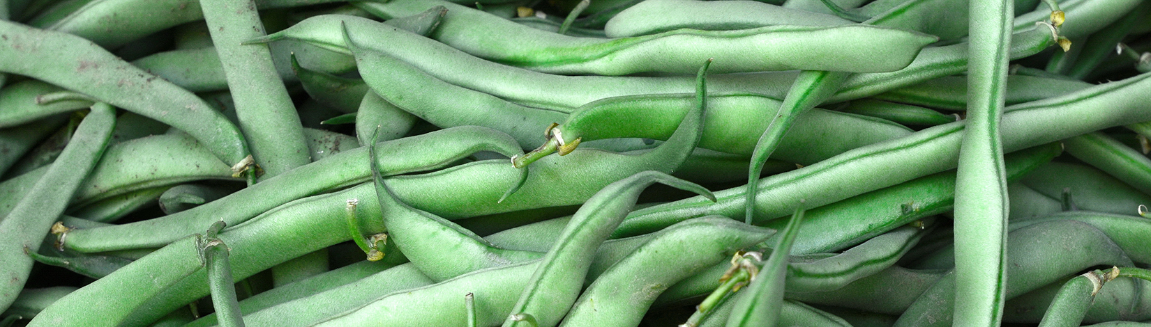 A close-up view of green snap beans in a pile.
