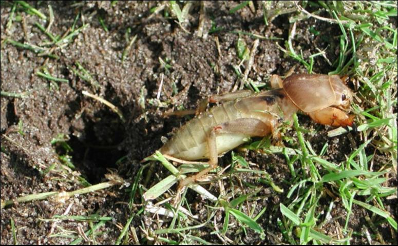 Monitor For Mole Crickets In Lawns Ufifas Extension Okaloosa County