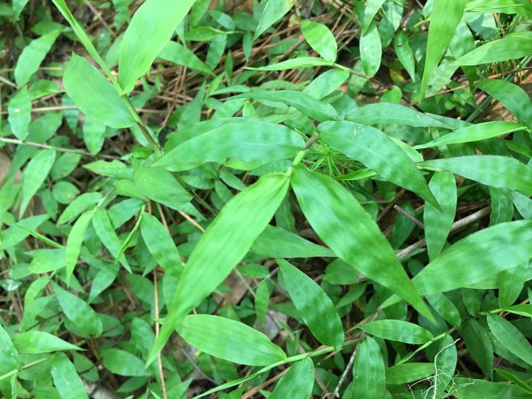 Wavyleaf Basketgrass Confirmed in Okaloosa County UF/IFAS Extension