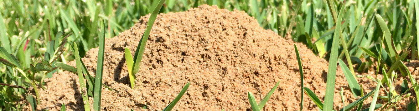 Fire ant mound in lawn