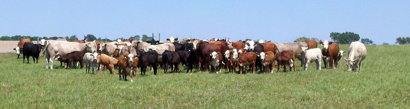 Cattle Fever Ticks Uf Ifas Extension Okaloosa County