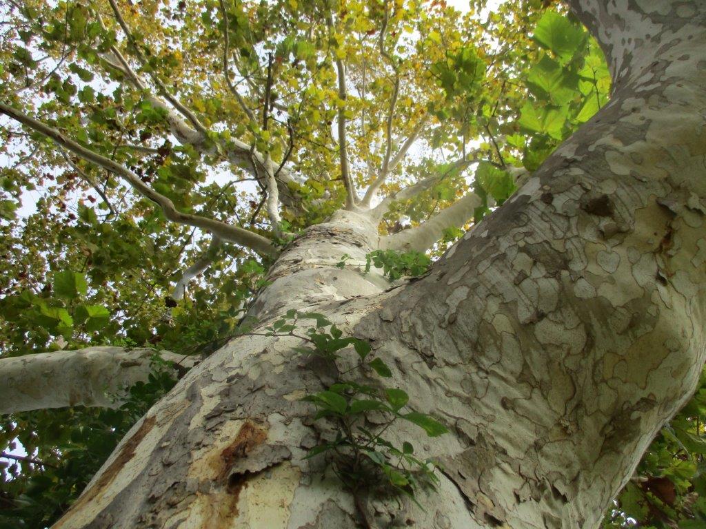 Florida Arbor Day Celebrations in Niceville and Defuniak Springs UF