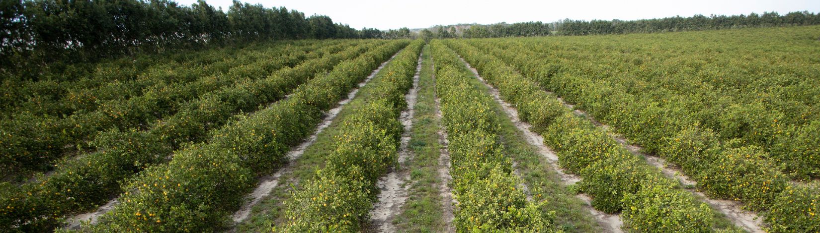 Rows of orange trees in a citrus grove.