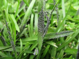 What is Slime Mold, and Does it Hurt Grass?