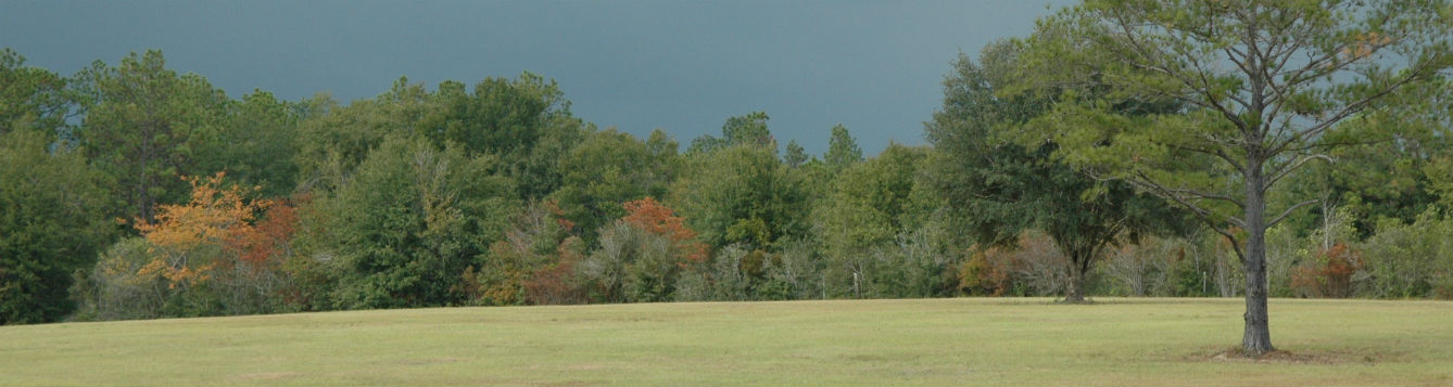 Foreground in grass with forest tree line in background