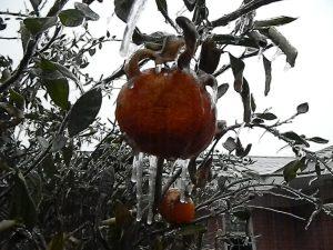 Frozen satsuma fruit & tree during January 2014 ice storm in NW Florida