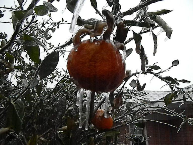 Protecting Citrus from Cold Weather UF/IFAS Extension Okaloosa County