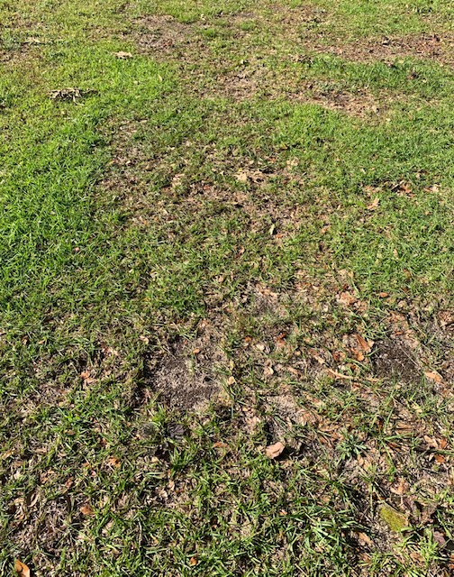 Weak, Declining Lawns Common In Spring - Uf Ifas Extension Okaloosa County