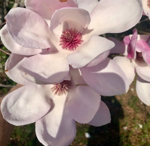 Close up of saucer magnolia pink blooms