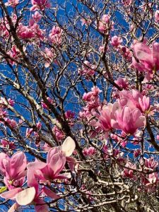 Saucer magnolia with pink flowers in late winter with blue sky as background