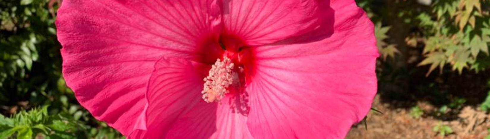 Pink tropical hibiscus bloom