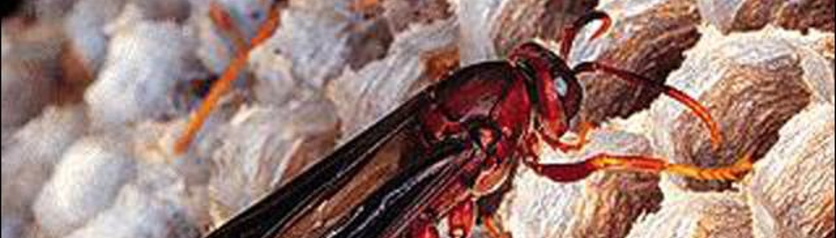 Picture of paper wasp on nest. Credit: UF-IFAS Extension