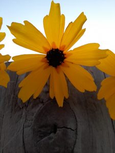 coreopsis flower close up
