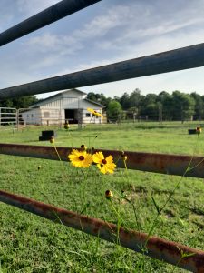 coreopsis flowers in front of a fence with a barn beyond the fence