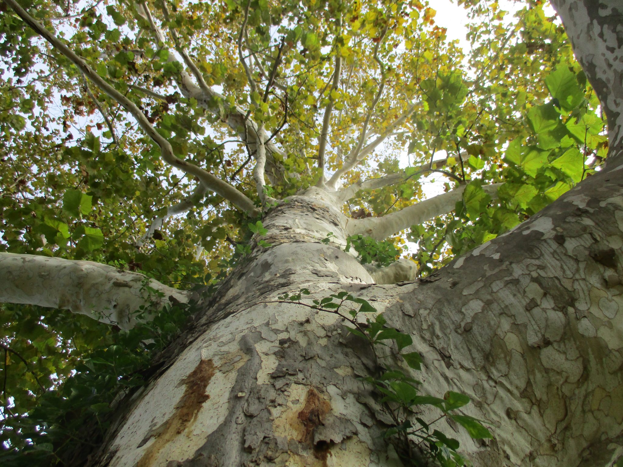 2025 Florida Arbor Day Celebration in Crestview UF/IFAS Extension
