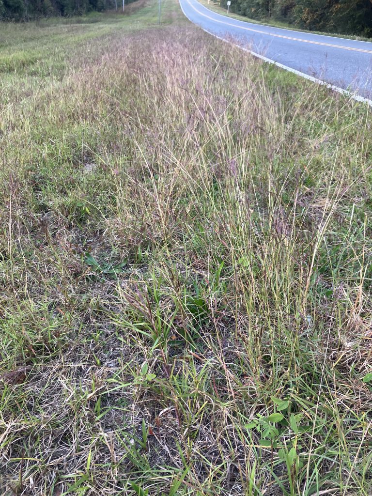Patch of Australian Beardgrass growing on a roadside