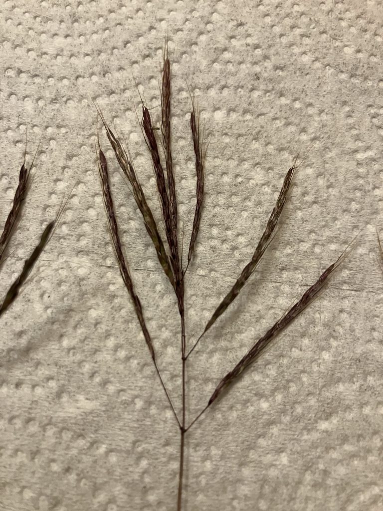 Australian Beardgrass seedhead