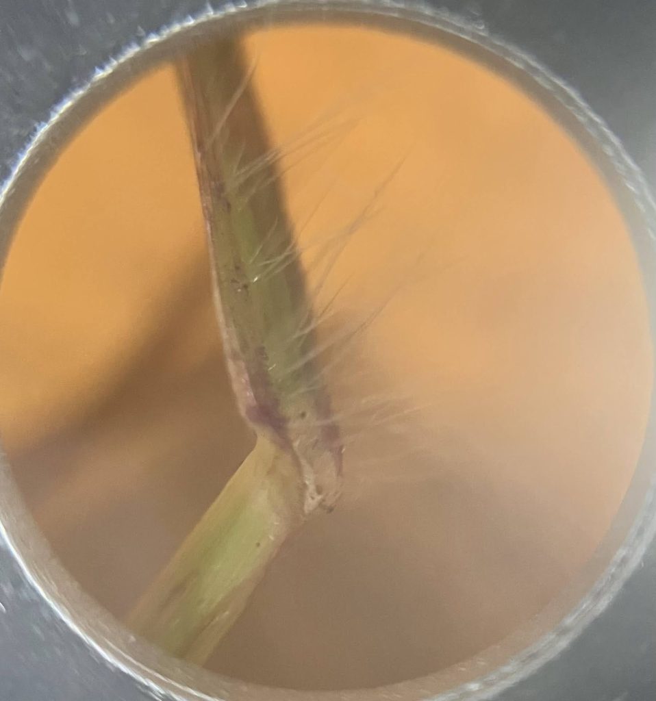 hairy ligule of Australian Beardgrass leaf