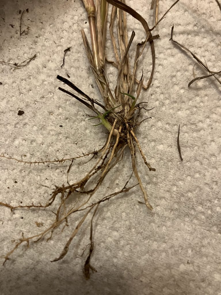 Australian Beardgrass rhizomes and roots