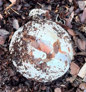 Egg-rupturing stage Credit: Larry Williams