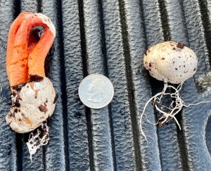 Mushroom & egg stage with Mycelia compared to quarter Credit: Larry Williams