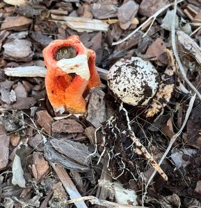 Mushroom & “egg” stage with Mycelia in wood mulch Credit: Larry Williams