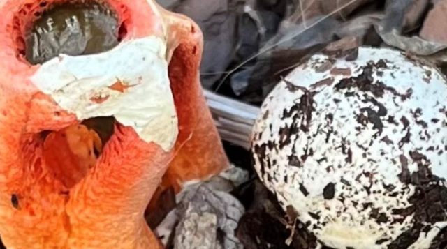 Orange stinkhorn mushroom beside the white egg stage in wood mulch