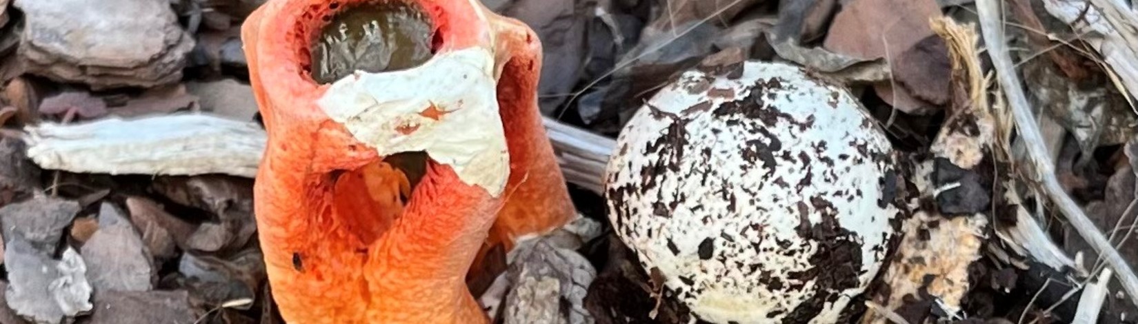 Orange stinkhorn mushroom beside the white egg stage in wood mulch