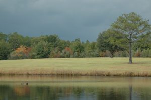 Picture of field with trees in the background