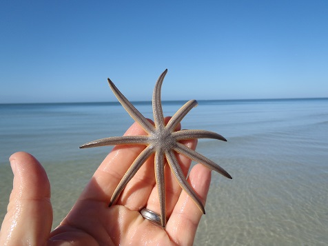 sea star
