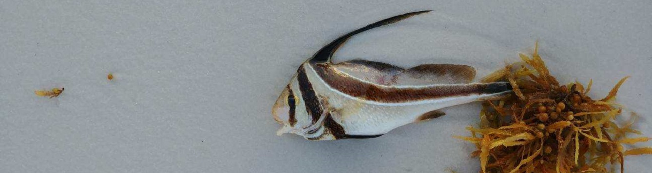 This is a picture of a dead 4-inch striped Jack-knife fish, killed by red tide, laying next to a clump of sargassum on the beach in Miramar Beach, Florida.