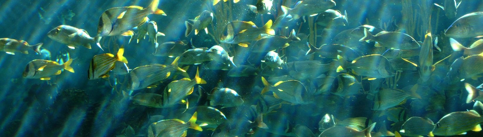 Fish in an aquarium.