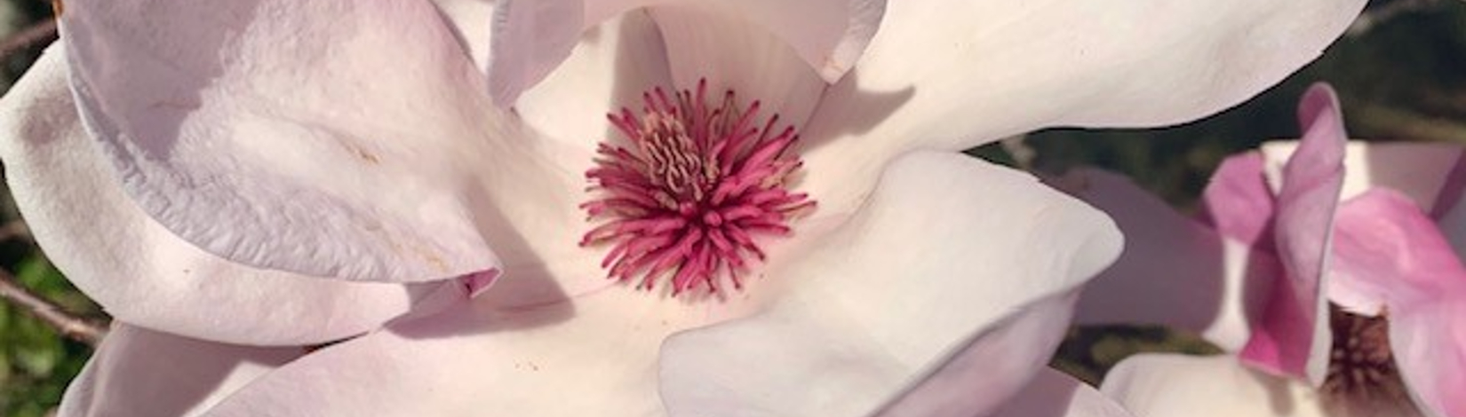Close up of saucer magnolia's pink blooms