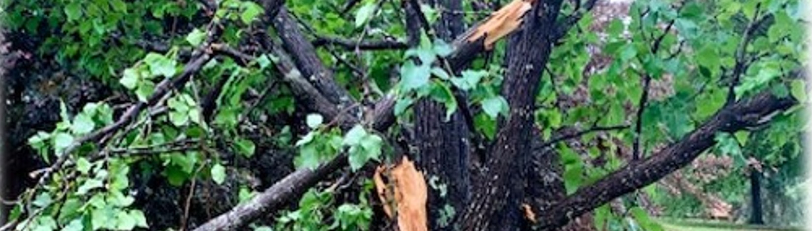 Bradford pear tree with broken limbs from storm