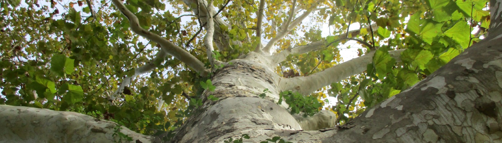 Looking up into a large old sycamore tree