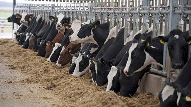 Grouping and Feeding Cows by Nutritional Need - UF/IFAS Extension ...