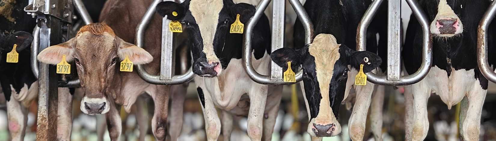 UF Dairy Production Conference Goes on the Road